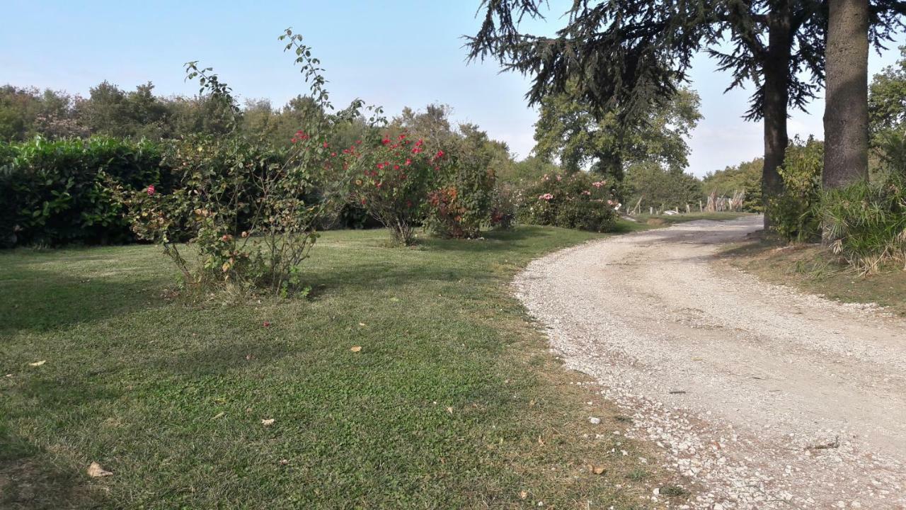 Il Cardellino